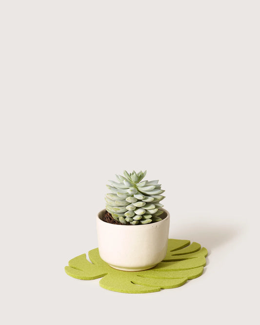 Monstera Leaf Merino Wool Trivet